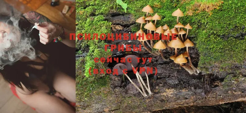 закладка  Моздок  Псилоцибиновые грибы Psilocybine cubensis 